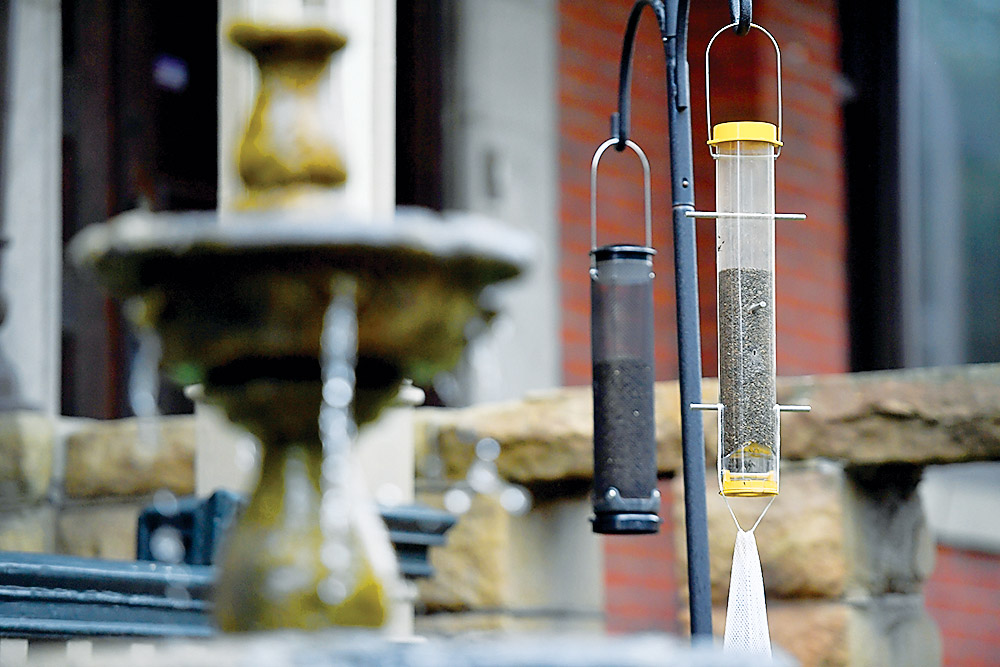 Game Commission urges removing bird feeders, baths News, Sports, Jobs